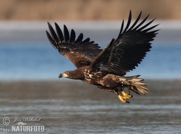 Seeadler (Haliaeetus albicilla)