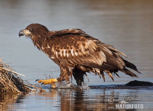 Seeadler (Haliaeetus albicilla)