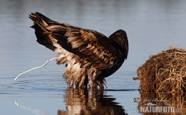 Seeadler (Haliaeetus albicilla)