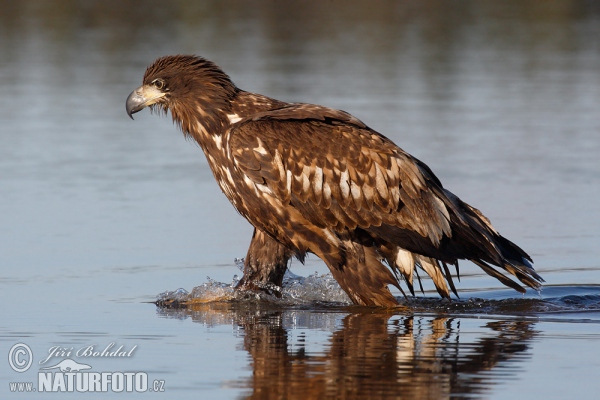 Seeadler (Haliaeetus albicilla)