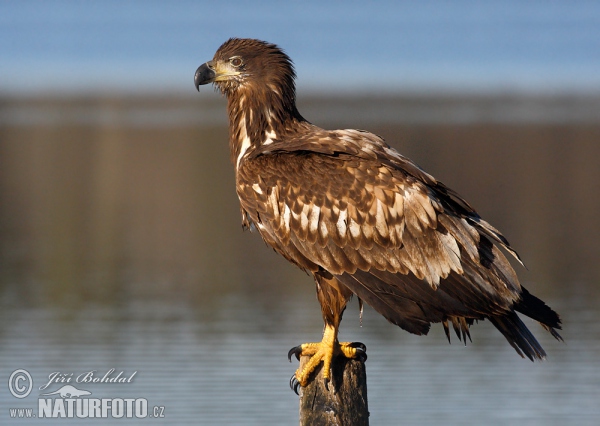 Seeadler (Haliaeetus albicilla)