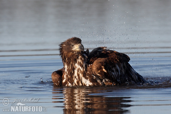 Seeadler (Haliaeetus albicilla)