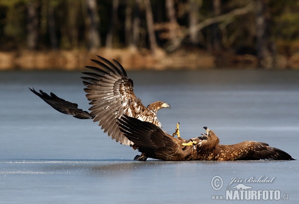 Seeadler (Haliaeetus albicilla)