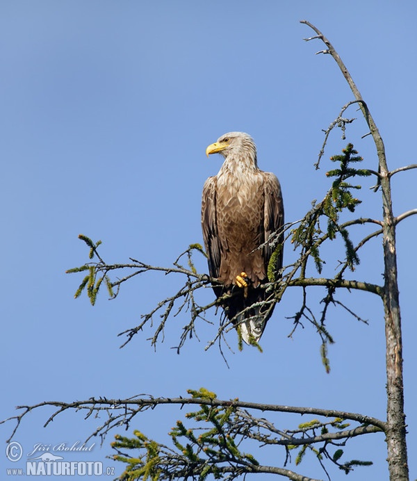 Seeadler (Haliaeetus albicilla)