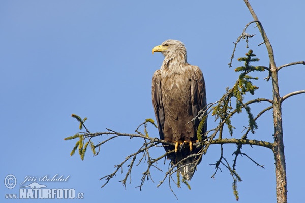 Seeadler (Haliaeetus albicilla)