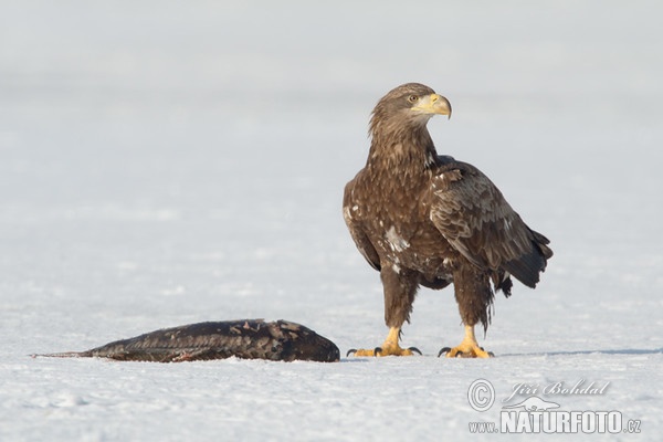 Seeadler (Haliaeetus albicilla)