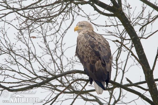 Seeadler (Haliaeetus albicilla)