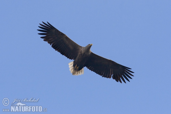 Seeadler (Haliaeetus albicilla)