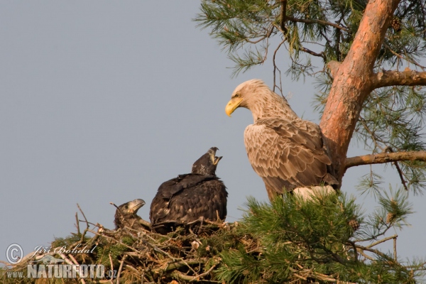 Seeadler (Haliaeetus albicilla)