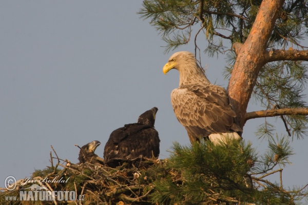 Seeadler (Haliaeetus albicilla)