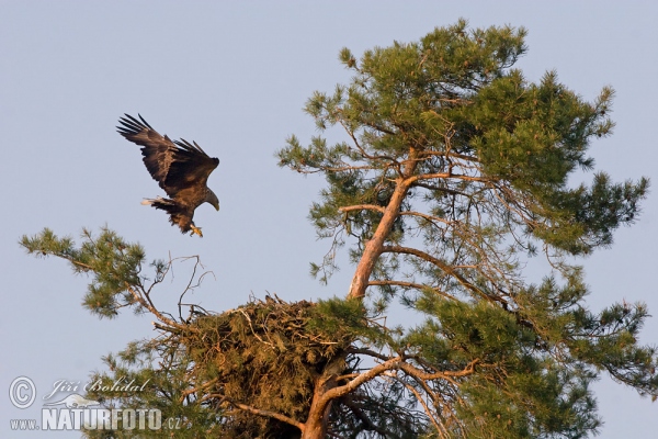 Seeadler (Haliaeetus albicilla)