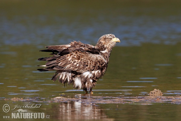 Seeadler (Haliaeetus albicilla)