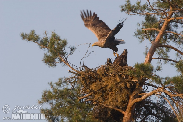 Seeadler (Haliaeetus albicilla)