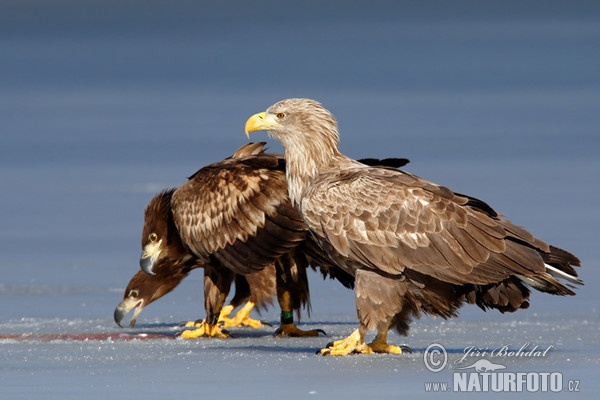 Seeadler (Haliaeetus albicilla)