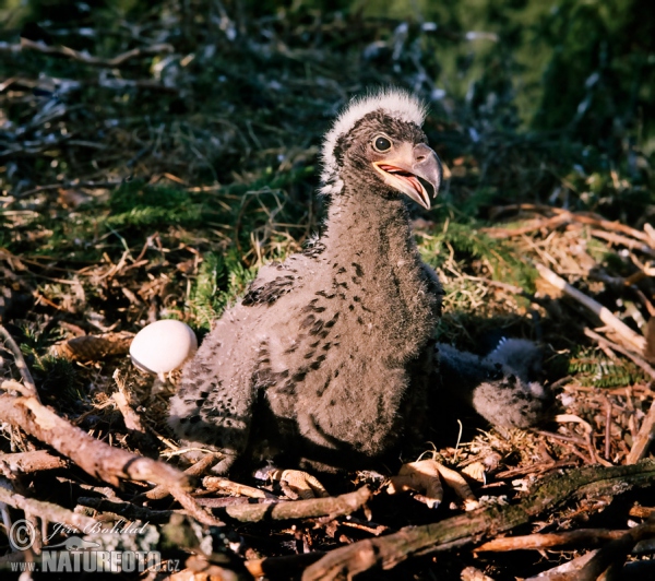 Seeadler (Haliaeetus albicilla)