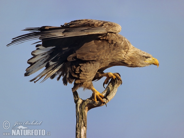 Seeadler (Haliaeetus albicilla)