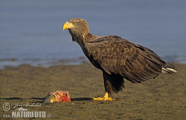 Seeadler (Haliaeetus albicilla)