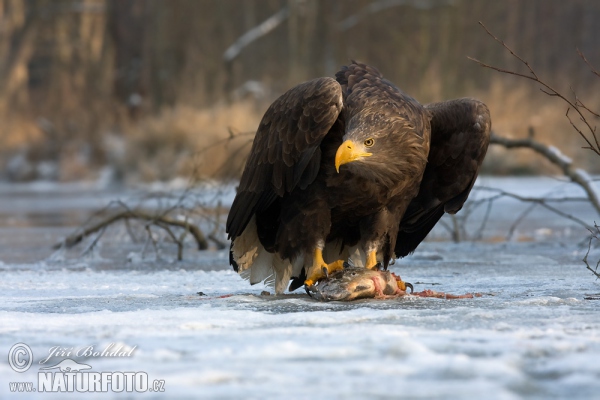 Seeadler (Haliaeetus albicilla)