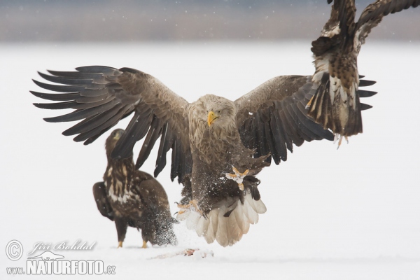 Seeadler (Haliaeetus albicilla)