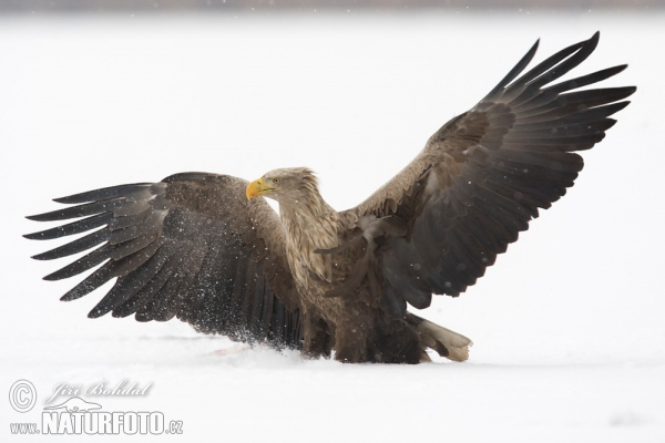 Seeadler (Haliaeetus albicilla)