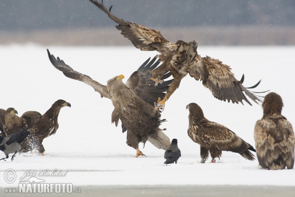 Seeadler (Haliaeetus albicilla)