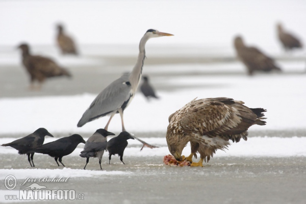 Seeadler (Haliaeetus albicilla)