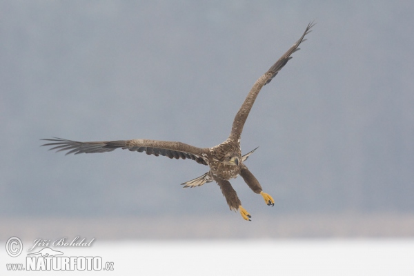 Seeadler (Haliaeetus albicilla)