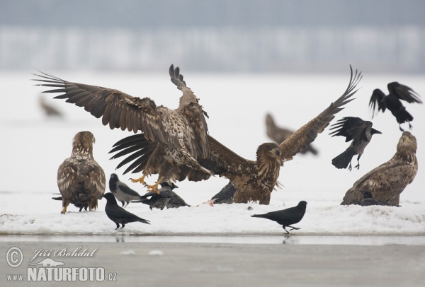 Seeadler (Haliaeetus albicilla)