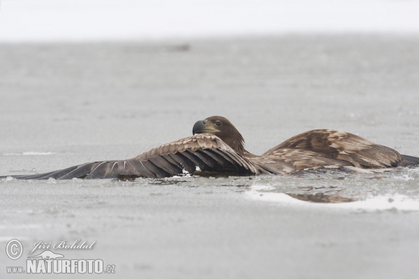 Seeadler (Haliaeetus albicilla)