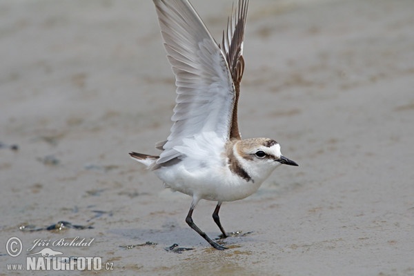 Seeregenpfeifer (Charadrius alexandrinus)