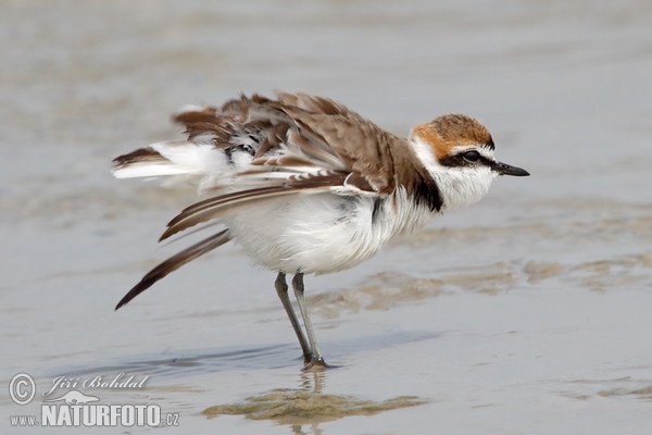 Seeregenpfeifer (Charadrius alexandrinus)