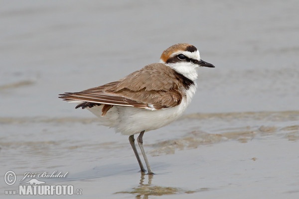 Seeregenpfeifer (Charadrius alexandrinus)