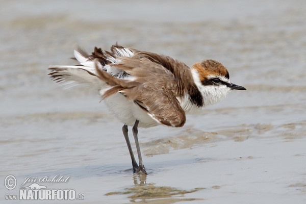 Seeregenpfeifer (Charadrius alexandrinus)