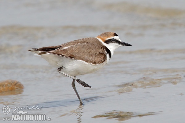 Seeregenpfeifer (Charadrius alexandrinus)