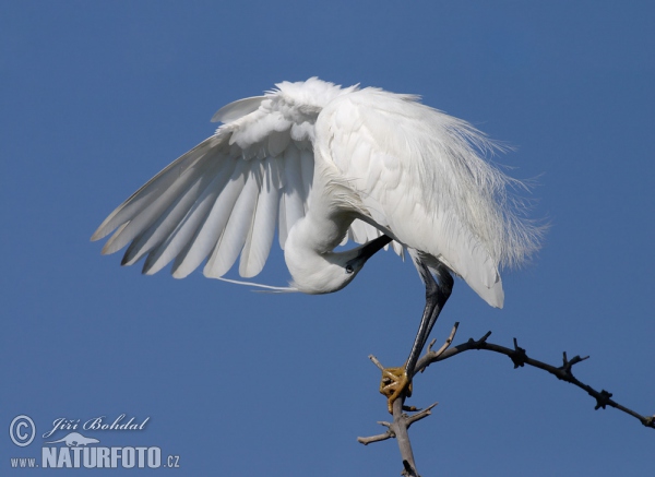 Seidenreiher (Egretta garzetta)