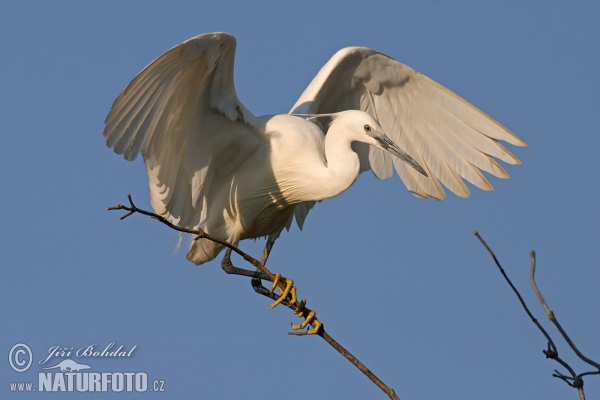 Seidenreiher (Egretta garzetta)