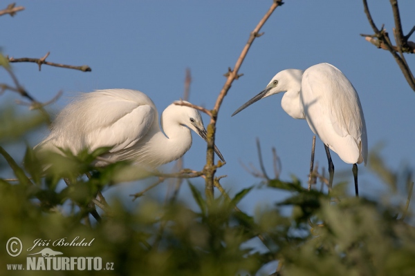 Seidenreiher (Egretta garzetta)