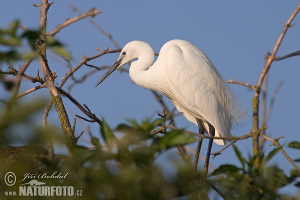 Seidenreiher (Egretta garzetta)