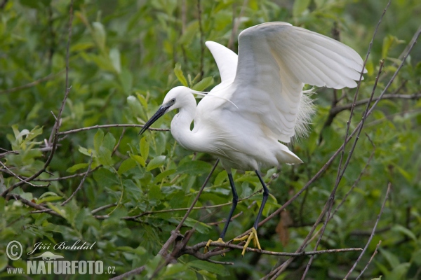 Seidenreiher (Egretta garzetta)