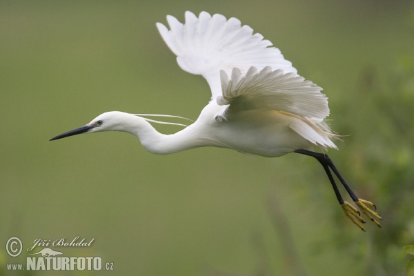 Seidenreiher (Egretta garzetta)