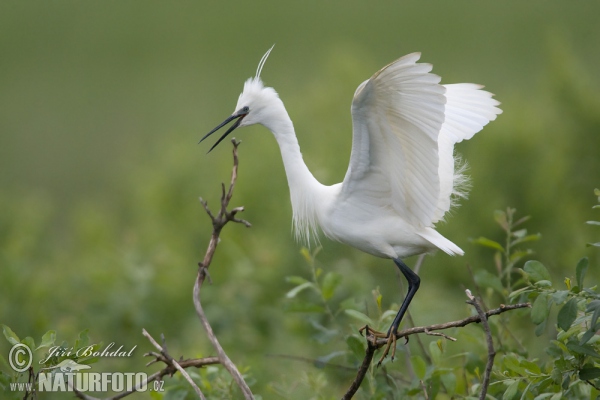 Seidenreiher (Egretta garzetta)