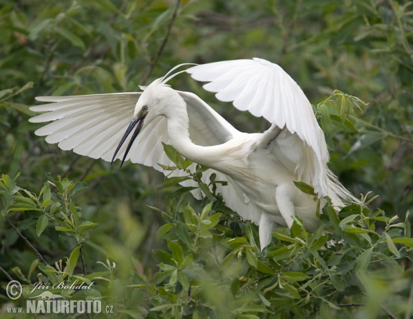 Seidenreiher (Egretta garzetta)