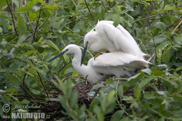 Seidenreiher (Egretta garzetta)