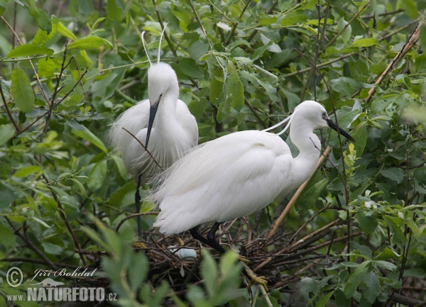 Seidenreiher (Egretta garzetta)