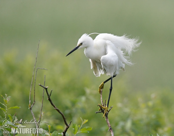 Seidenreiher (Egretta garzetta)