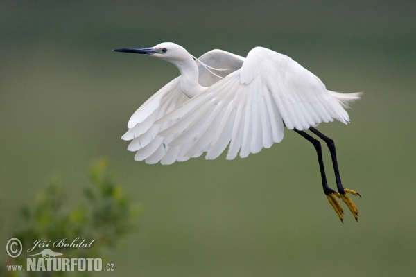 Seidenreiher (Egretta garzetta)