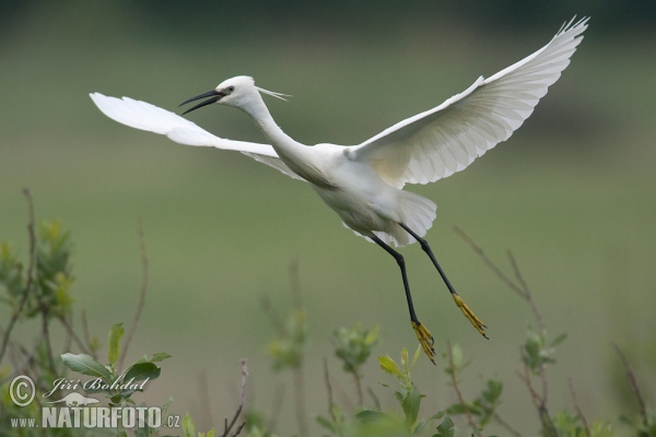 Seidenreiher (Egretta garzetta)