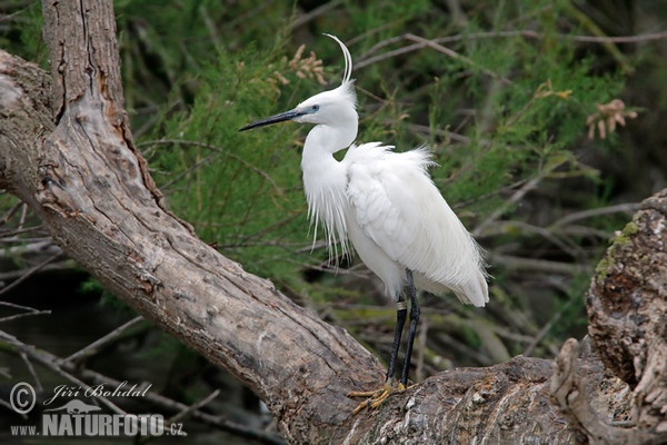 Seidenreiher (Egretta garzetta)