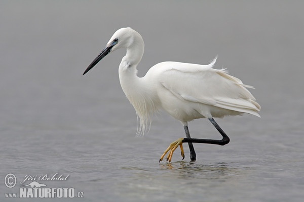 Seidenreiher (Egretta garzetta)