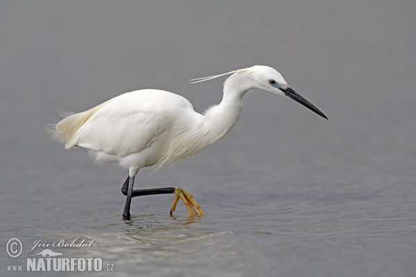 Seidenreiher (Egretta garzetta)